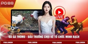 Đá Gà Thomo - Đấu Trường Chọi Kê Tổ Chức Minh Bạch