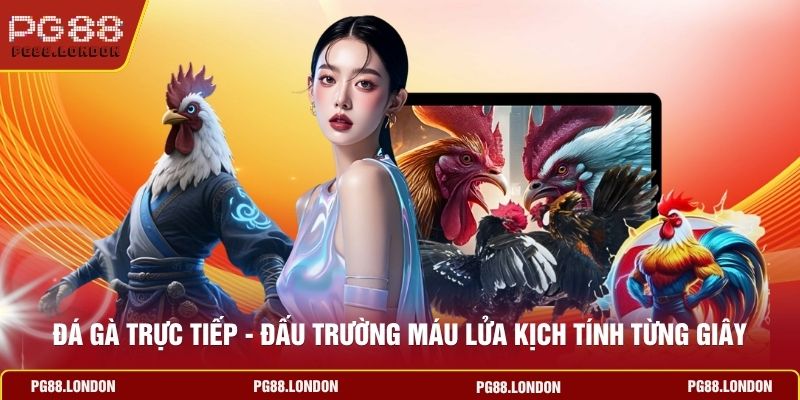 Đá Gà Trực Tiếp - Đấu Trường Máu Lửa Kịch Tính Từng Giây